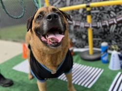 Shelter Stray Male Dog last seen HUNTERSVILLE, 8315 Byrum Dr, Charlotte, NC 28217, USA