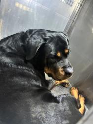 Shelter Stray Female Dog last seen , 4000 N Silverbell Rd, Tucson, AZ 85745, USA