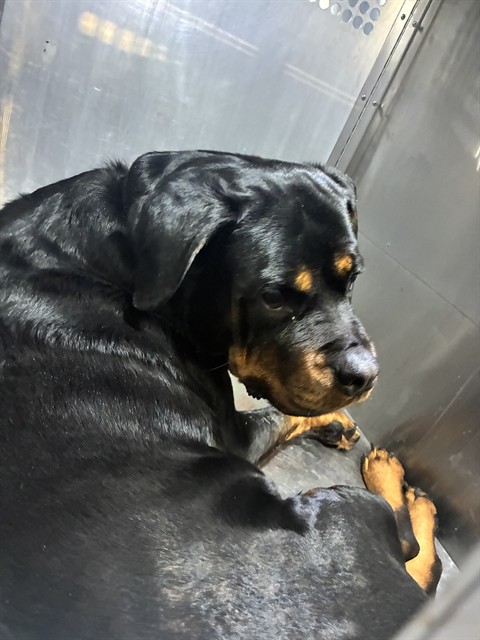 Shelter Stray Female Dog last seen , 4000 N Silverbell Rd, Tucson, AZ 85745, USA