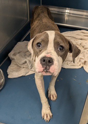 Shelter Stray Female Dog last seen Near BLOCK MENDOTA ST, DETROIT MI 48204, 7401 Chrysler Dr, Detroit, MI 48211, USA