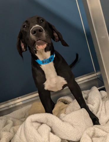 Shelter Stray Male Dog last seen Near BLOCK LAUDER ST, DETROIT MI 48227, 7401 Chrysler Dr, Detroit, MI 48211, USA