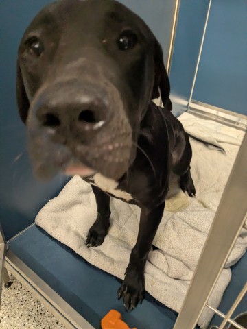 Shelter Stray Male Dog last seen Near BLOCK LAUDER ST, DETROIT, MI 48227, 7401 Chrysler Dr, Detroit, MI 48211, USA