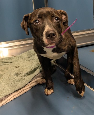 Shelter Stray Female Dog last seen Near BLOCK PREVOST ST, DETROIT, MI 48235, 7401 Chrysler Dr, Detroit, MI 48211, USA