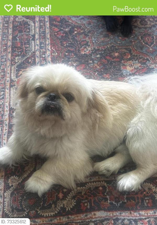Reunited Male Dog last seen Near old Chesterbrook Rd, McLean, VA 22101
