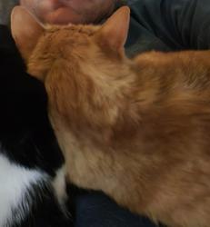 Lost Male Cat last seen Mountain View Park, El Monte, CA 91732