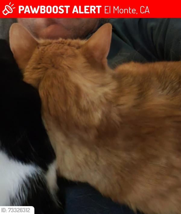 Lost Male Cat last seen Mountain View Park, El Monte, CA 91732