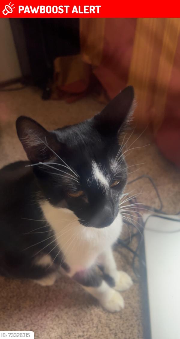 Lost Male Cat last seen mountain view elementary schools, Colorado Springs, CO 80920