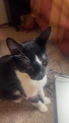 Lost Male Cat last seen mountain view elementary schools, Colorado Springs, CO 80920