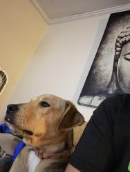 Lost Female Dog last seen Scarsdale to off Dorchester rd, North Charleston, SC 29418