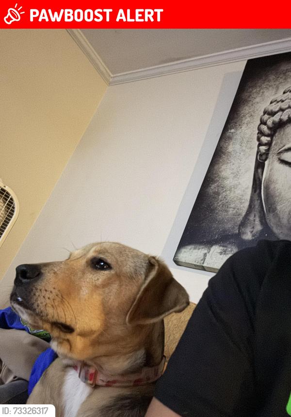 Lost Female Dog last seen Scarsdale to off Dorchester rd, North Charleston, SC 29418