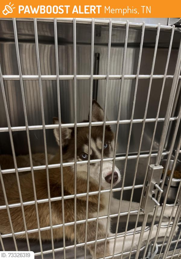 Found/Stray Male Dog last seen Kroger, Memphis, TN 38016