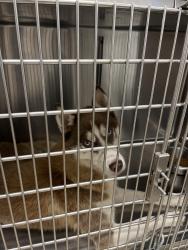 Found/Stray Male Dog last seen Kroger, Memphis, TN 38016