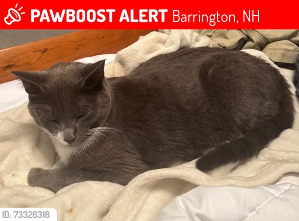 Lost Male Cat last seen Stone Farm Road near Mallego Road Bridge, Barrington, NH 03825