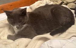 Lost Male Cat last seen Stone Farm Road near Mallego Road Bridge, Barrington, NH 03825