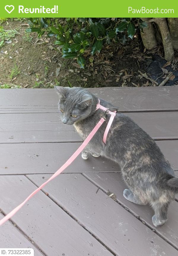 Reunited Female Cat last seen Ross moore & silabert avenue, Charlotte, NC 28205