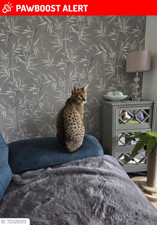 Lost Male Cat last seen Field rise, Littleover, England DE23 1DD