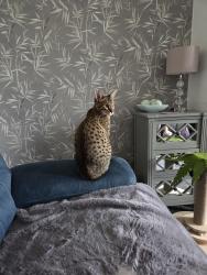 Lost Male Cat last seen Field rise, Littleover, England DE23 1DD
