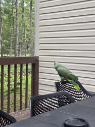 Lost Unknown Bird last seen Cerca de Pocono Manor Resort, Summit Ave, Pocono Summit, PA 18346, Pocono Manor, PA 18346