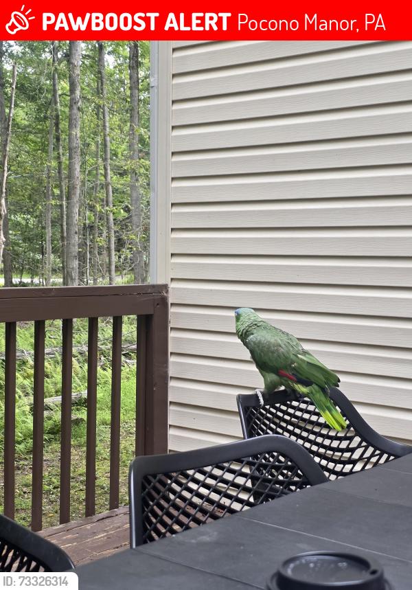 Lost Unknown Bird last seen Cerca de Pocono Manor Resort, Summit Ave, Pocono Summit, PA 18346, Pocono Manor, PA 18346