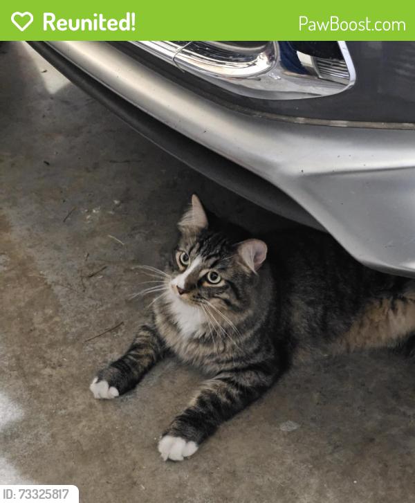 Reunited Unknown Cat last seen Near E Jennie Ln, Holladay, UT 84117