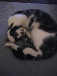 Lost Male Cat last seen Brighton, McClure 15212, Pittsburgh, PA 15212