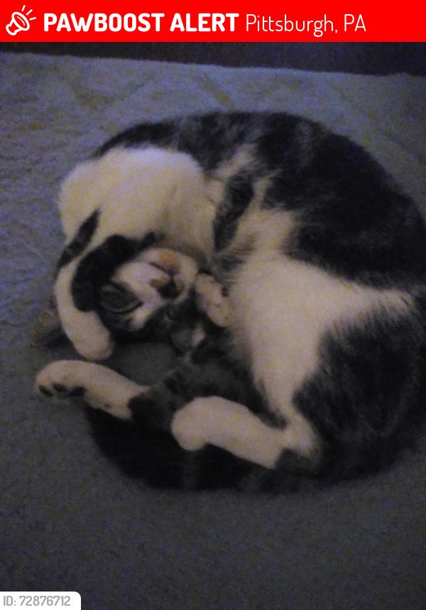 Lost Male Cat last seen Brighton, McClure 15212, Pittsburgh, PA 15212