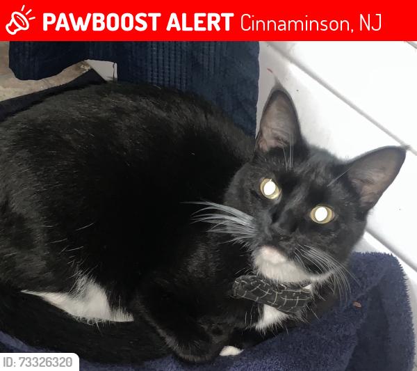 Lost Male Cat last seen Lenola And near Delores Drive, Cinnaminson, NJ 08077