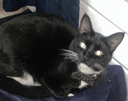 Lost Male Cat last seen Lenola And near Delores Drive, Cinnaminson, NJ 08077