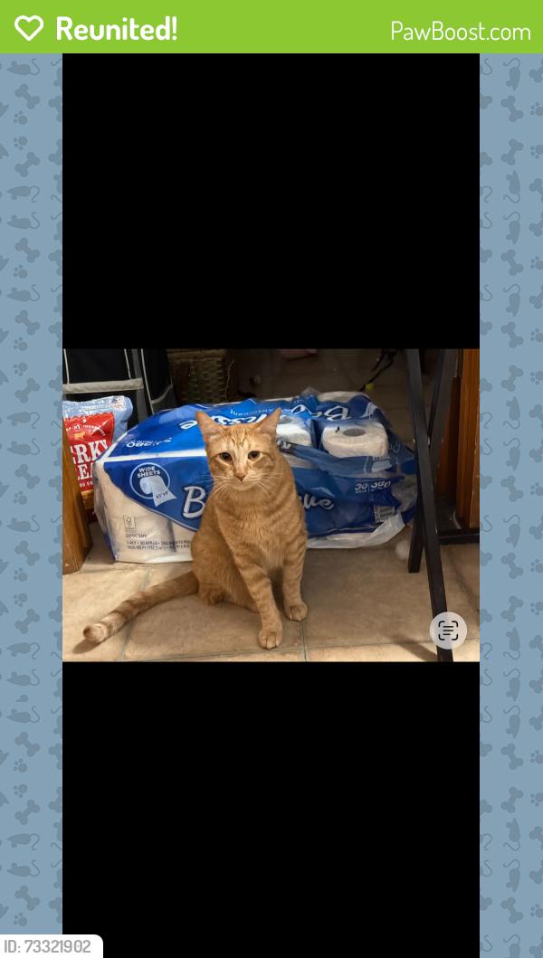 Reunited Male Cat last seen Rainey park, Chicago, IL 60652