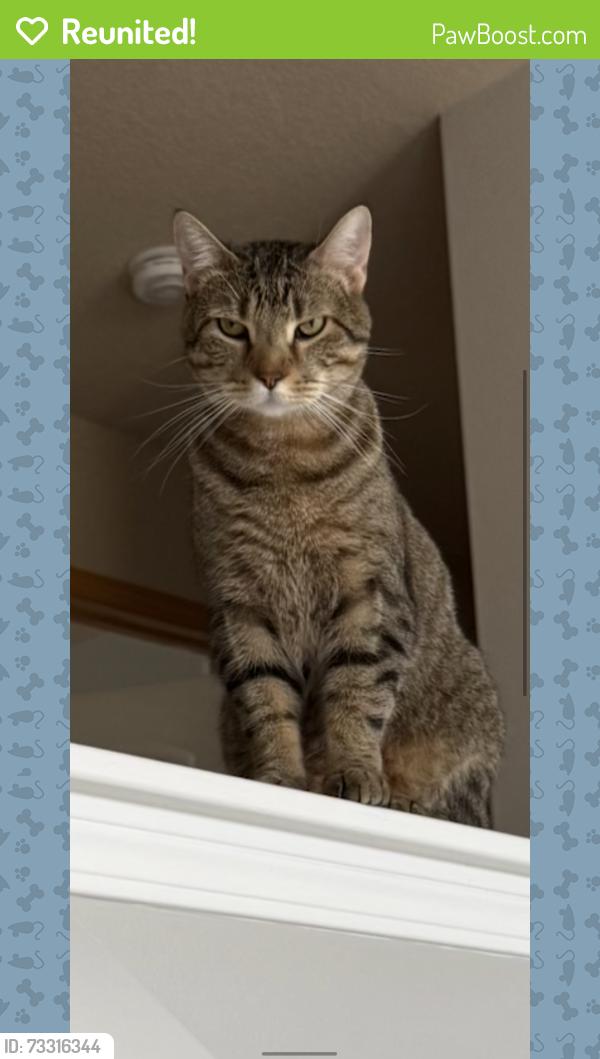 Reunited Male Cat last seen Twana and 124th, Urbandale, IA 50323