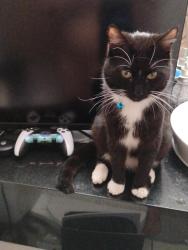 Reunited Male Cat last seen Northwest Pkwy, San Antonio, TX 78230