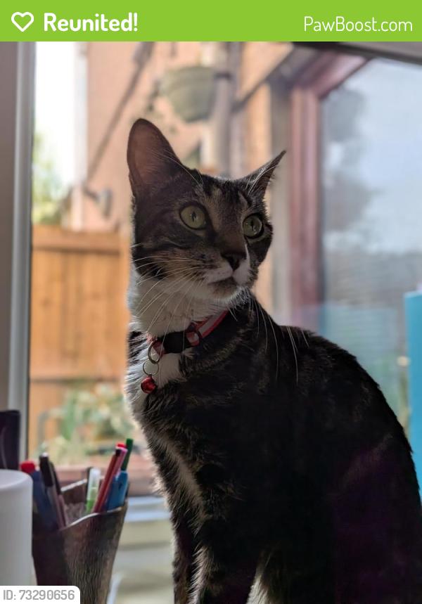 Reunited Male Cat last seen Kings Road / Hamilton Street, Pontcanna, Cardiff, Wales CF11 9BF