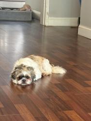 Lost Female Dog last seen Clremknt gardens, ossining, Ossining, NY 10562