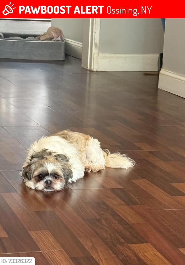 Lost Female Dog last seen Clremknt gardens, ossining, Ossining, NY 10562