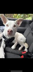 Lost Female Dog last seen NAaaa, Long Beach, CA 90831