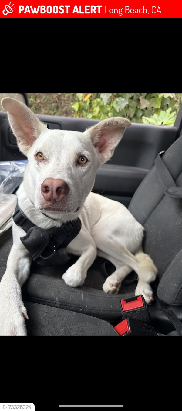 Lost Female Dog last seen NAaaa, Long Beach, CA 90831