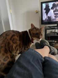 Reunited Unknown Cat last seen Hilltop and Willowbend, Parker, CO 80138
