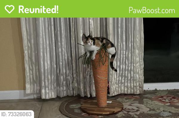 Reunited Female Cat last seen Acapulco St. Modesto CA 95355, Modesto, CA 95355