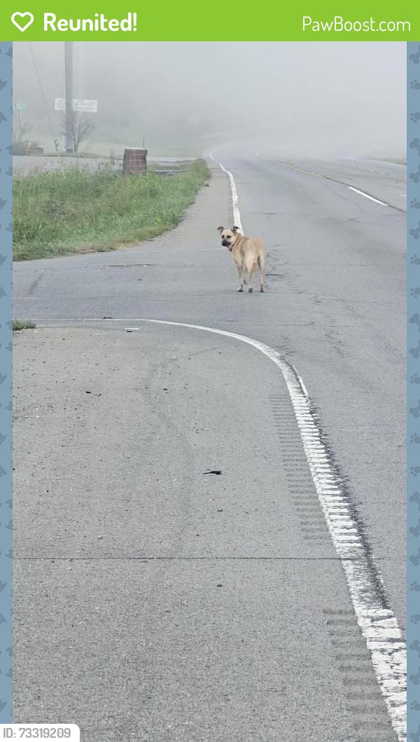 Reunited Unknown Dog last seen Old Ashland City Rd and Beacon Dr, Clarksville, TN 37043