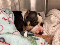Shelter Stray Female Dog last seen Near Dibble, 3rd District, OH, 9203 Detroit Ave, Cleveland, OH 44102, USA