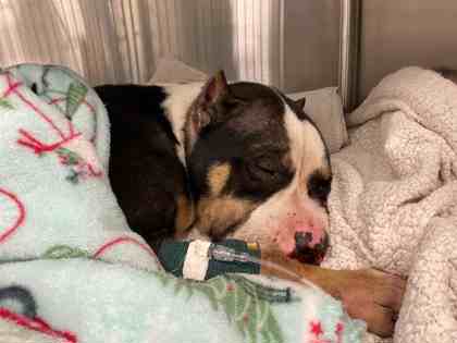 Shelter Stray Female Dog last seen Near Dibble, 3rd District, OH, 9203 Detroit Ave, Cleveland, OH 44102, USA