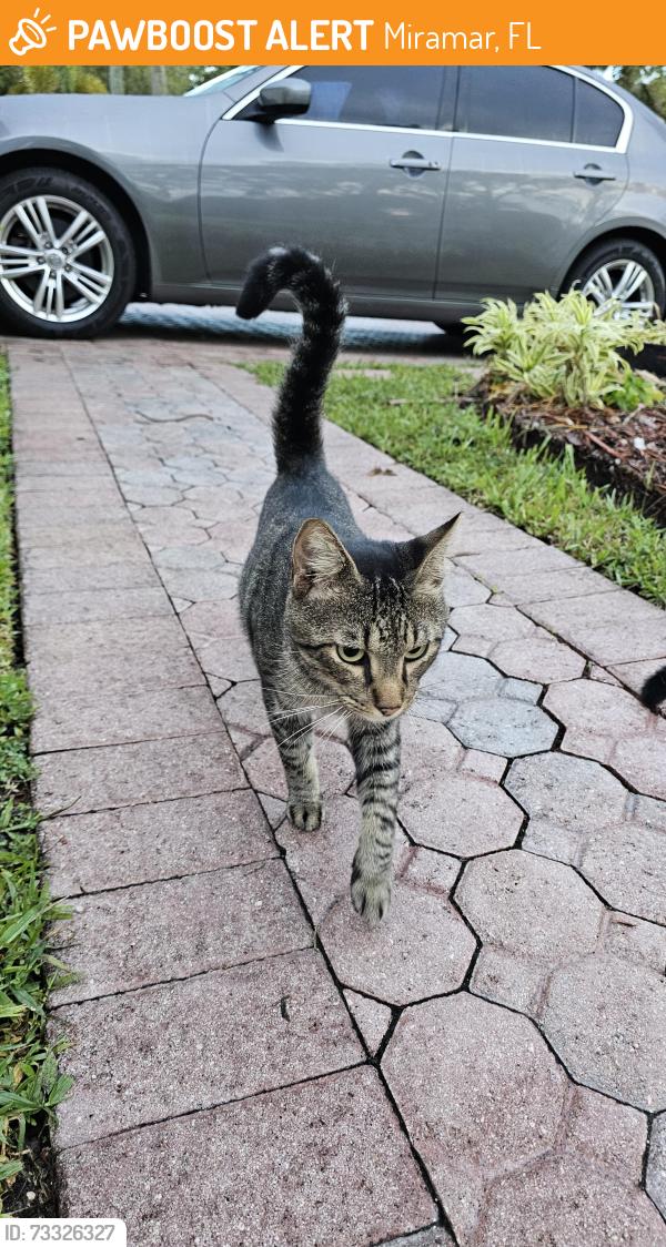Found/Stray Male Cat last seen Sw 22 st, Miramar, FL 33027, Miramar, FL 33027