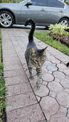 Found/Stray Male Cat last seen Sw 22 st, Miramar, FL 33027, Miramar, FL 33027