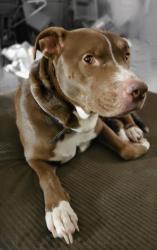 Lost Male Dog last seen Stephen's and Maple, Shoals, IN 47581