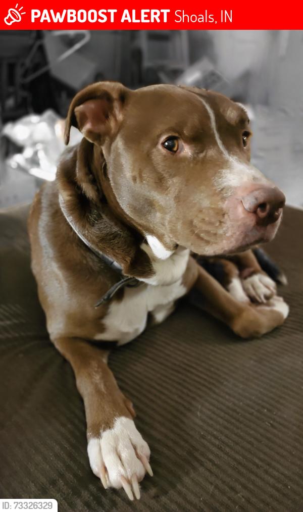 Lost Male Dog last seen Stephen's and Maple, Shoals, IN 47581