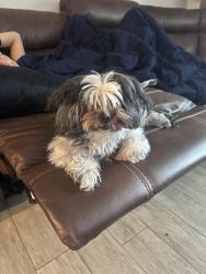 Reunited Female Dog last seen Charleston/Green River, Port St. Lucie, FL 34952
