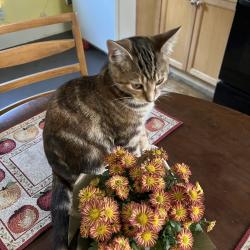 Lost Female Cat last seen Scranton Road, Cleveland, OH 44109