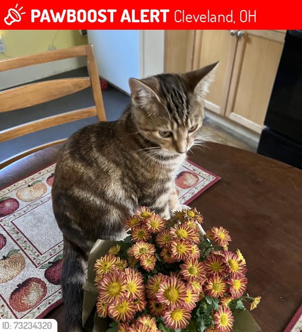 Lost Female Cat last seen Scranton Road, Cleveland, OH 44109