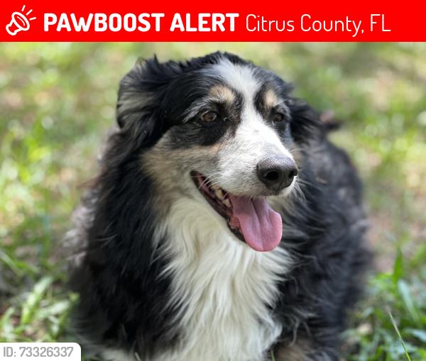Lost Male Dog last seen S Grey Oak Terr, Citrus County, FL 34446