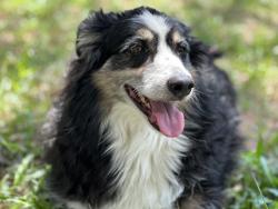 Lost Male Dog last seen S Grey Oak Terr, Citrus County, FL 34446